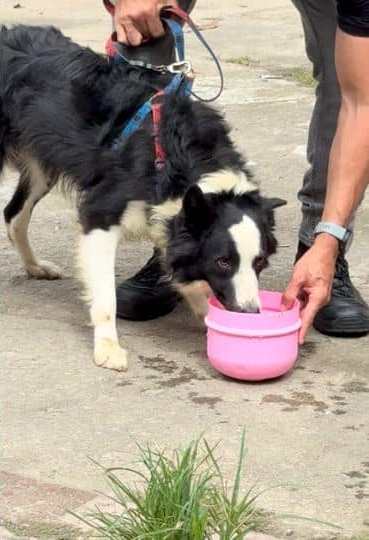 Border-Collie-vitima-de-maus-tratos-e-resgatado-em-Vila-Velha-1