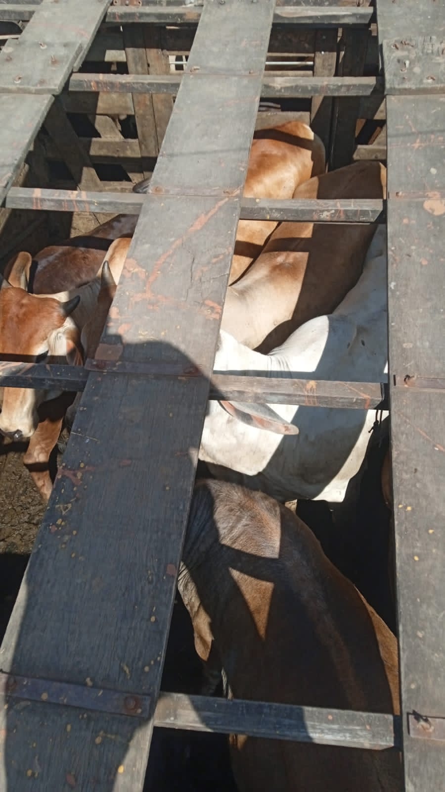 WhatsApp Image 2025-08-15 at 16.01.09