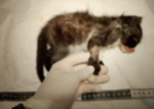 Captura de tela 2026-02-04 120244