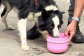 Border-Collie-vitima-de-maus-tratos-e-resgatado-em-Vila-Velha-1